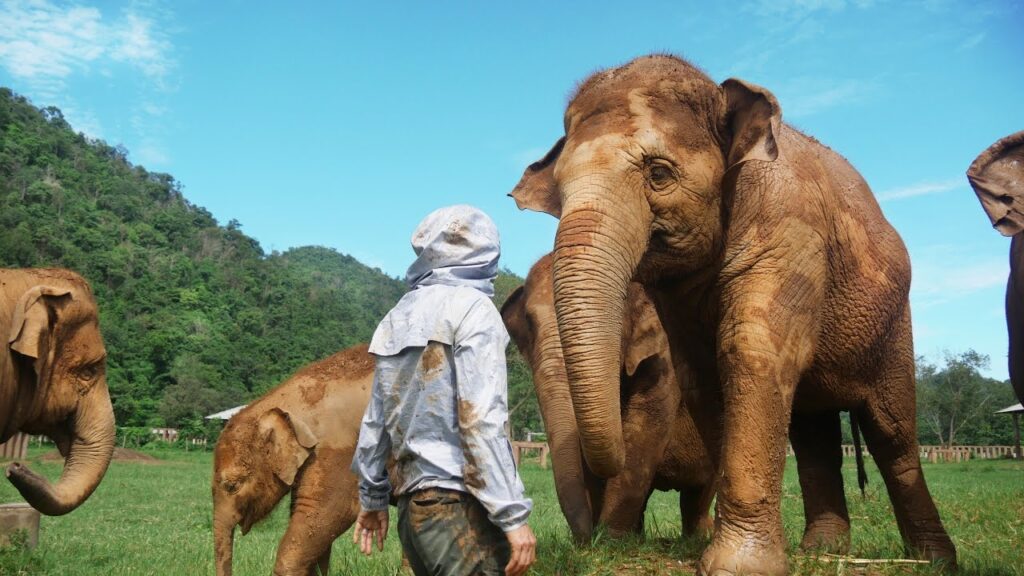 This Woman Rescued 200 Elephants - Elephant Nature Park